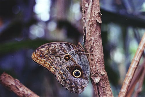 死神分集剧情介绍（死神分集剧情介绍大结局）